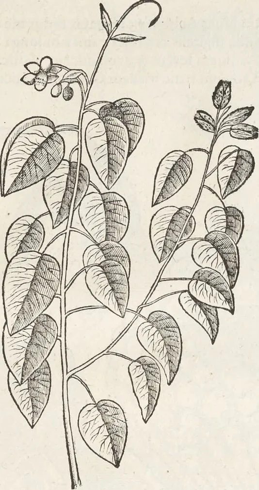 An illustration from Museum Wormianum, seu, Historia rerum rariorum : tam naturalium, quam artificialium, tam domesticarum, quam exoticarum, quae Hafniae Danorum in aedibus authoris servantur, 1655, leaf 208