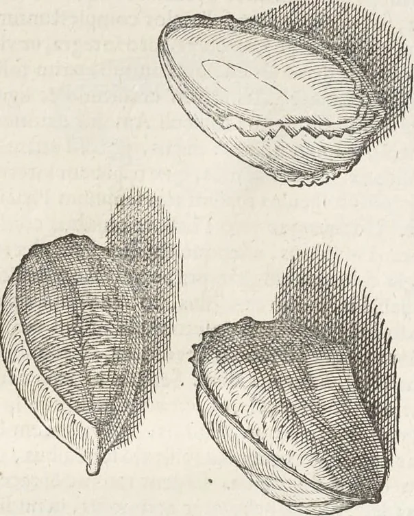 An illustration from Museum Wormianum, seu, Historia rerum rariorum : tam naturalium, quam artificialium, tam domesticarum, quam exoticarum, quae Hafniae Danorum in aedibus authoris servantur, 1655, leaf 210