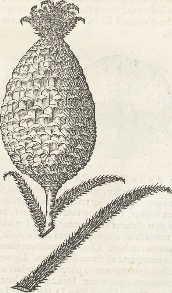 An illustration from Museum Wormianum, seu, Historia rerum rariorum : tam naturalium, quam artificialium, tam domesticarum, quam exoticarum, quae Hafniae Danorum in aedibus authoris servantur, 1655, leaf 212
