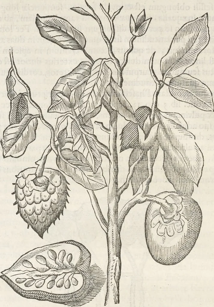 An illustration from Museum Wormianum, seu, Historia rerum rariorum : tam naturalium, quam artificialium, tam domesticarum, quam exoticarum, quae Hafniae Danorum in aedibus authoris servantur, 1655, leaf 215
