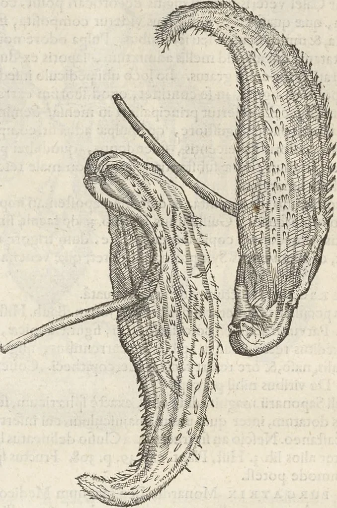 An illustration from Museum Wormianum, seu, Historia rerum rariorum : tam naturalium, quam artificialium, tam domesticarum, quam exoticarum, quae Hafniae Danorum in aedibus authoris servantur, 1655, leaf 217