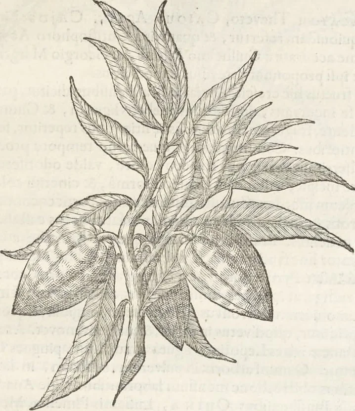 An illustration from Museum Wormianum, seu, Historia rerum rariorum : tam naturalium, quam artificialium, tam domesticarum, quam exoticarum, quae Hafniae Danorum in aedibus authoris servantur, 1655, leaf 220