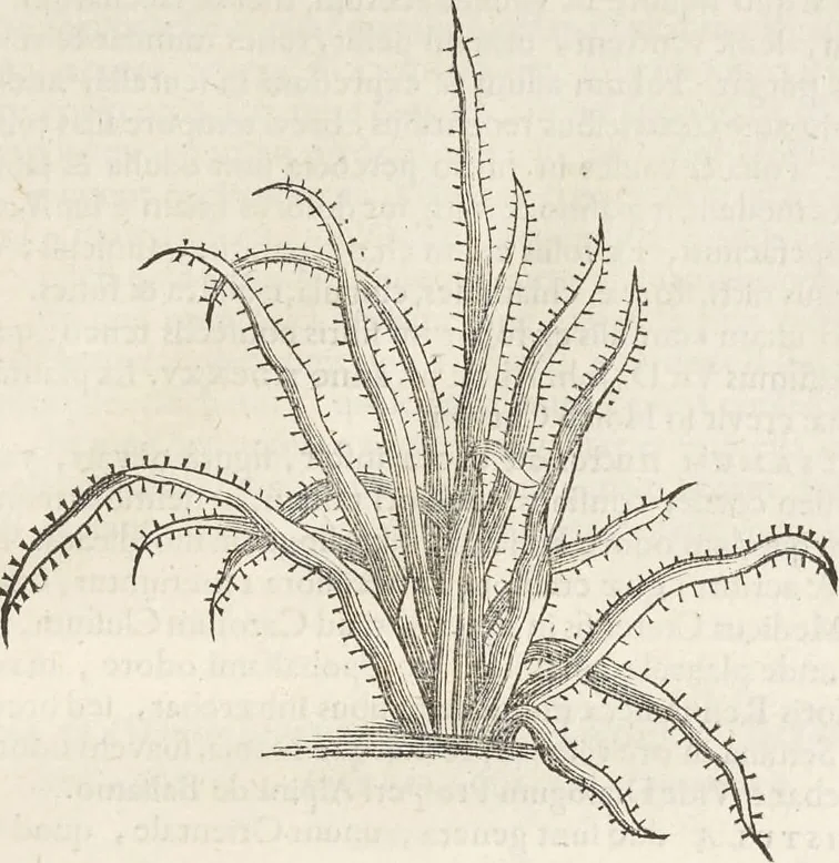 An illustration from Museum Wormianum, seu, Historia rerum rariorum : tam naturalium, quam artificialium, tam domesticarum, quam exoticarum, quae Hafniae Danorum in aedibus authoris servantur, 1655, leaf 222