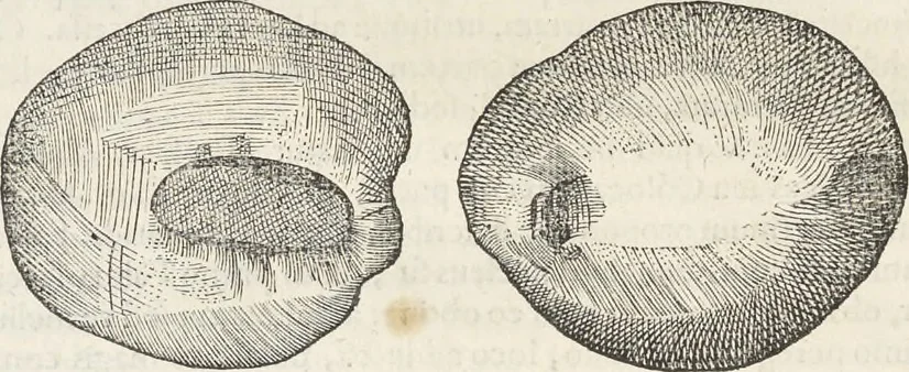 An illustration from Museum Wormianum, seu, Historia rerum rariorum : tam naturalium, quam artificialium, tam domesticarum, quam exoticarum, quae Hafniae Danorum in aedibus authoris servantur, 1655, leaf 229