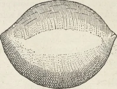 An illustration from Museum Wormianum, seu, Historia rerum rariorum : tam naturalium, quam artificialium, tam domesticarum, quam exoticarum, quae Hafniae Danorum in aedibus authoris servantur, 1655, leaf 231