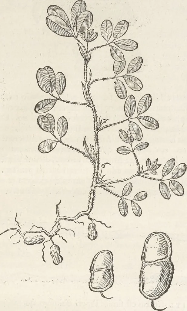 An illustration from Museum Wormianum, seu, Historia rerum rariorum : tam naturalium, quam artificialium, tam domesticarum, quam exoticarum, quae Hafniae Danorum in aedibus authoris servantur, 1655, leaf 236