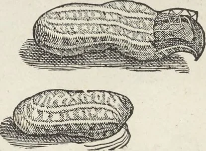 An illustration from Museum Wormianum, seu, Historia rerum rariorum : tam naturalium, quam artificialium, tam domesticarum, quam exoticarum, quae Hafniae Danorum in aedibus authoris servantur, 1655, leaf 237