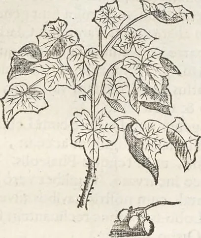 An illustration from Museum Wormianum, seu, Historia rerum rariorum : tam naturalium, quam artificialium, tam domesticarum, quam exoticarum, quae Hafniae Danorum in aedibus authoris servantur, 1655, leaf 240