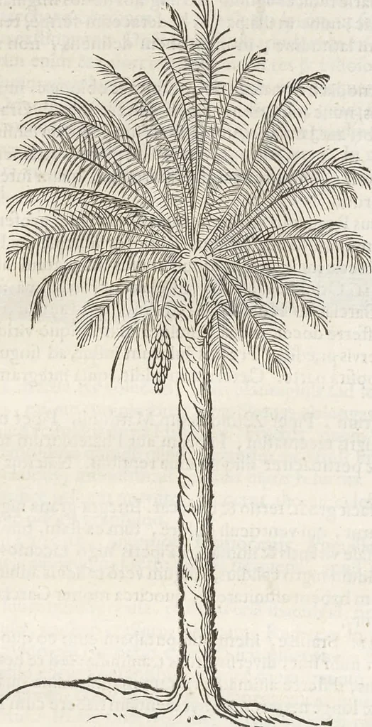 An illustration from Museum Wormianum, seu, Historia rerum rariorum : tam naturalium, quam artificialium, tam domesticarum, quam exoticarum, quae Hafniae Danorum in aedibus authoris servantur, 1655, leaf 242