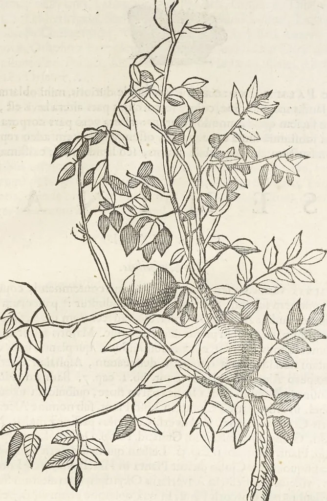 An illustration from Museum Wormianum, seu, Historia rerum rariorum : tam naturalium, quam artificialium, tam domesticarum, quam exoticarum, quae Hafniae Danorum in aedibus authoris servantur, 1655, leaf 246