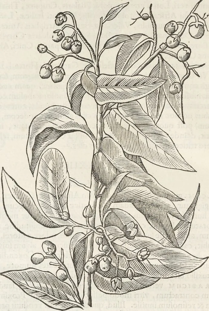 An illustration from Museum Wormianum, seu, Historia rerum rariorum : tam naturalium, quam artificialium, tam domesticarum, quam exoticarum, quae Hafniae Danorum in aedibus authoris servantur, 1655, leaf 249