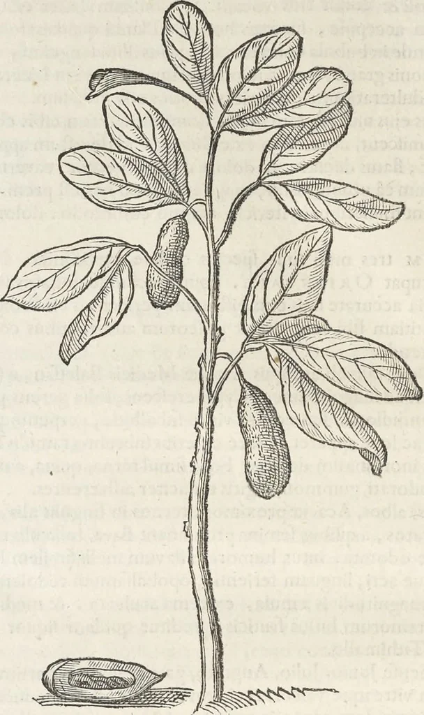 An illustration from Museum Wormianum, seu, Historia rerum rariorum : tam naturalium, quam artificialium, tam domesticarum, quam exoticarum, quae Hafniae Danorum in aedibus authoris servantur, 1655, leaf 253