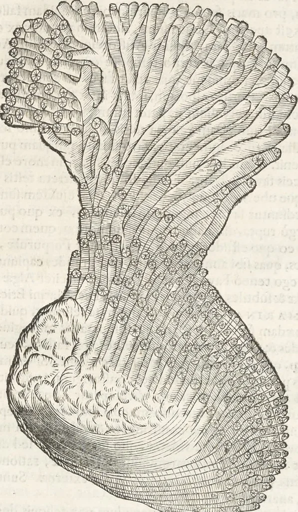 An illustration from Museum Wormianum, seu, Historia rerum rariorum : tam naturalium, quam artificialium, tam domesticarum, quam exoticarum, quae Hafniae Danorum in aedibus authoris servantur, 1655, leaf 264