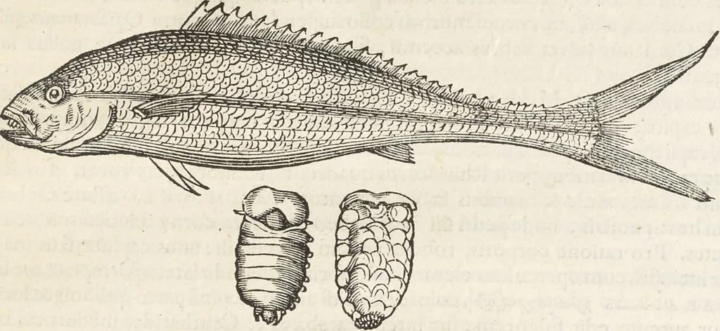 An illustration from Museum Wormianum, seu, Historia rerum rariorum : tam naturalium, quam artificialium, tam domesticarum, quam exoticarum, quae Hafniae Danorum in aedibus authoris servantur, 1655, leaf 270
