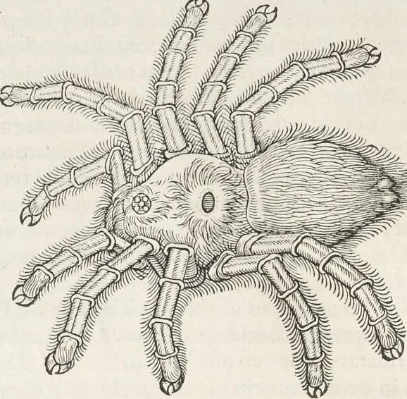 An illustration from Museum Wormianum, seu, Historia rerum rariorum : tam naturalium, quam artificialium, tam domesticarum, quam exoticarum, quae Hafniae Danorum in aedibus authoris servantur, 1655, leaf 273