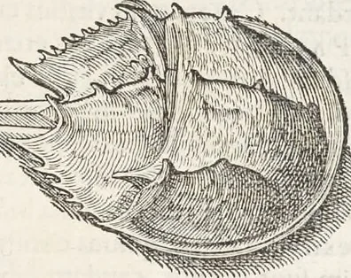 An illustration from Museum Wormianum, seu, Historia rerum rariorum : tam naturalium, quam artificialium, tam domesticarum, quam exoticarum, quae Hafniae Danorum in aedibus authoris servantur, 1655, leaf 278