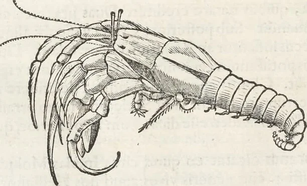 An illustration from Museum Wormianum, seu, Historia rerum rariorum : tam naturalium, quam artificialium, tam domesticarum, quam exoticarum, quae Hafniae Danorum in aedibus authoris servantur, 1655, leaf 279