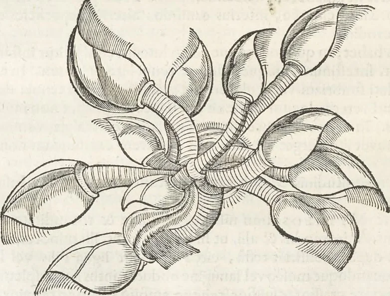 An illustration from Museum Wormianum, seu, Historia rerum rariorum : tam naturalium, quam artificialium, tam domesticarum, quam exoticarum, quae Hafniae Danorum in aedibus authoris servantur, 1655, leaf 285