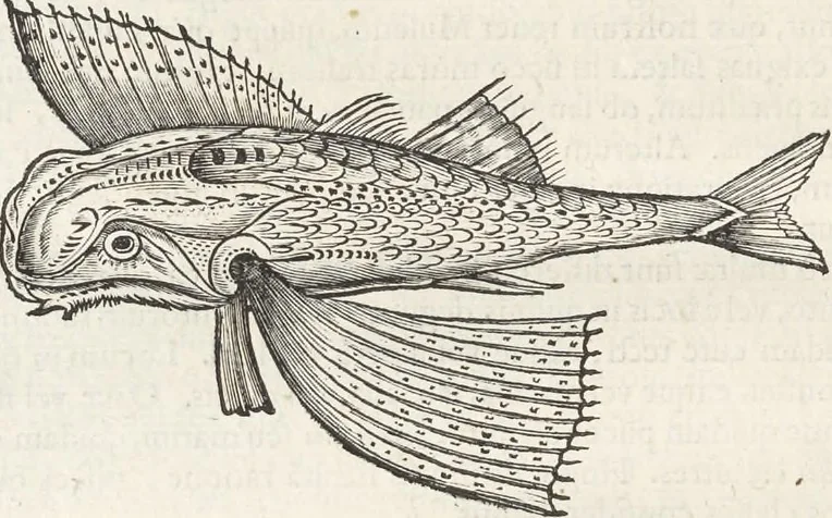 An illustration from Museum Wormianum, seu, Historia rerum rariorum : tam naturalium, quam artificialium, tam domesticarum, quam exoticarum, quae Hafniae Danorum in aedibus authoris servantur, 1655, leaf 295