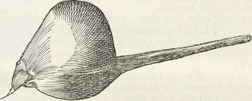 An illustration from Museum Wormianum, seu, Historia rerum rariorum : tam naturalium, quam artificialium, tam domesticarum, quam exoticarum, quae Hafniae Danorum in aedibus authoris servantur, 1655, leaf 299