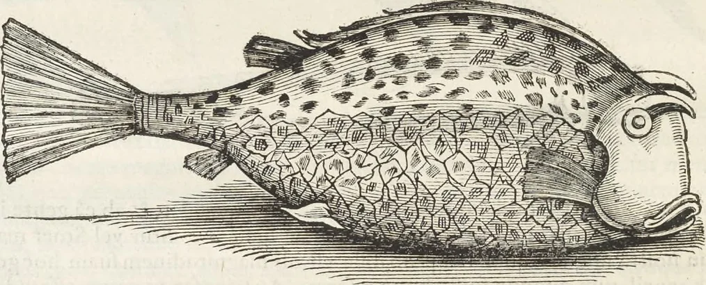 An illustration from Museum Wormianum, seu, Historia rerum rariorum : tam naturalium, quam artificialium, tam domesticarum, quam exoticarum, quae Hafniae Danorum in aedibus authoris servantur, 1655, leaf 303