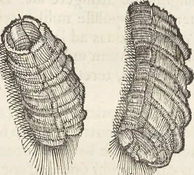 An illustration from Museum Wormianum, seu, Historia rerum rariorum : tam naturalium, quam artificialium, tam domesticarum, quam exoticarum, quae Hafniae Danorum in aedibus authoris servantur, 1655, leaf 310