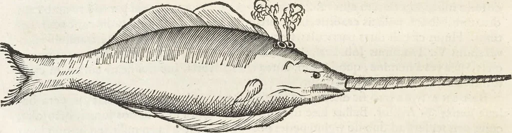 An illustration from Museum Wormianum, seu, Historia rerum rariorum : tam naturalium, quam artificialium, tam domesticarum, quam exoticarum, quae Hafniae Danorum in aedibus authoris servantur, 1655, leaf 311