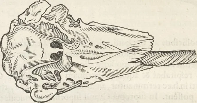 An illustration from Museum Wormianum, seu, Historia rerum rariorum : tam naturalium, quam artificialium, tam domesticarum, quam exoticarum, quae Hafniae Danorum in aedibus authoris servantur, 1655, leaf 313