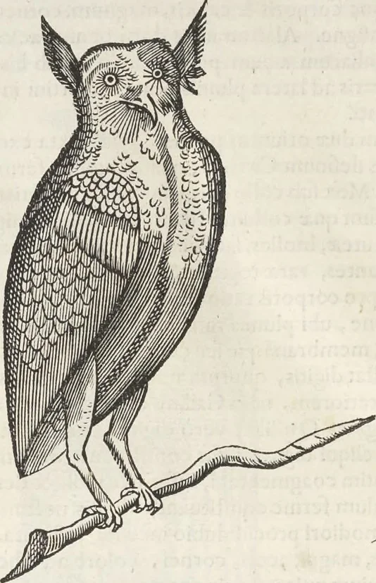 An illustration from Museum Wormianum, seu, Historia rerum rariorum : tam naturalium, quam artificialium, tam domesticarum, quam exoticarum, quae Hafniae Danorum in aedibus authoris servantur, 1655, leaf 325