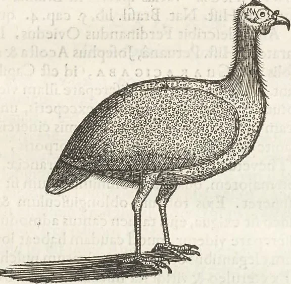 An illustration from Museum Wormianum, seu, Historia rerum rariorum : tam naturalium, quam artificialium, tam domesticarum, quam exoticarum, quae Hafniae Danorum in aedibus authoris servantur, 1655, leaf 326
