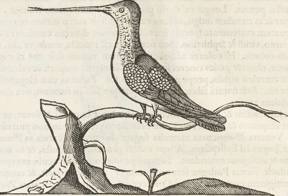 An illustration from Museum Wormianum, seu, Historia rerum rariorum : tam naturalium, quam artificialium, tam domesticarum, quam exoticarum, quae Hafniae Danorum in aedibus authoris servantur, 1655, leaf 327