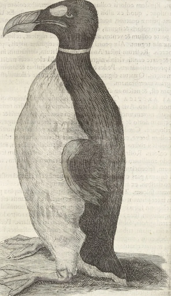 An illustration from Museum Wormianum, seu, Historia rerum rariorum : tam naturalium, quam artificialium, tam domesticarum, quam exoticarum, quae Hafniae Danorum in aedibus authoris servantur, 1655, leaf 330