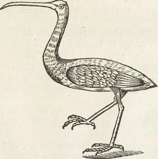 An illustration from Museum Wormianum, seu, Historia rerum rariorum : tam naturalium, quam artificialium, tam domesticarum, quam exoticarum, quae Hafniae Danorum in aedibus authoris servantur, 1655, leaf 336