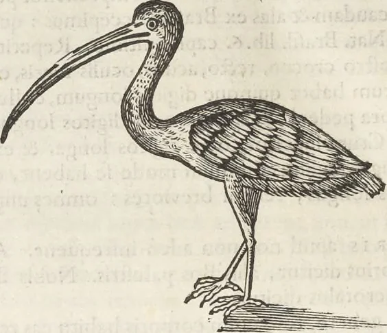 An illustration from Museum Wormianum, seu, Historia rerum rariorum : tam naturalium, quam artificialium, tam domesticarum, quam exoticarum, quae Hafniae Danorum in aedibus authoris servantur, 1655, leaf 337