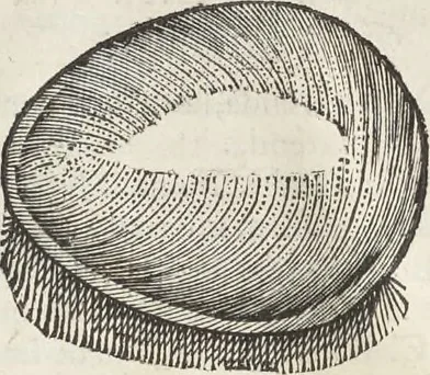 An illustration from Museum Wormianum, seu, Historia rerum rariorum : tam naturalium, quam artificialium, tam domesticarum, quam exoticarum, quae Hafniae Danorum in aedibus authoris servantur, 1655, leaf 341