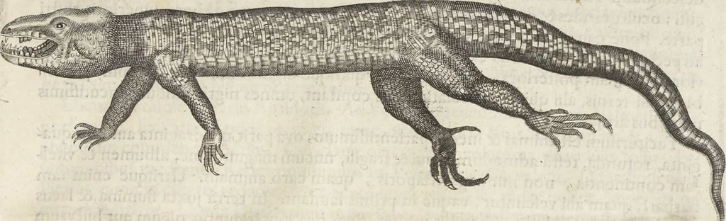 An illustration from Museum Wormianum, seu, Historia rerum rariorum : tam naturalium, quam artificialium, tam domesticarum, quam exoticarum, quae Hafniae Danorum in aedibus authoris servantur, 1655, leaf 342