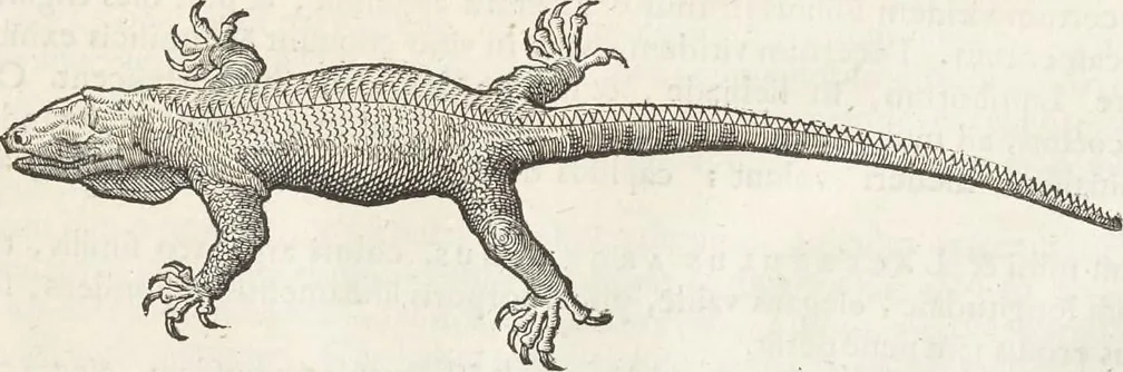 An illustration from Museum Wormianum, seu, Historia rerum rariorum : tam naturalium, quam artificialium, tam domesticarum, quam exoticarum, quae Hafniae Danorum in aedibus authoris servantur, 1655, leaf 342