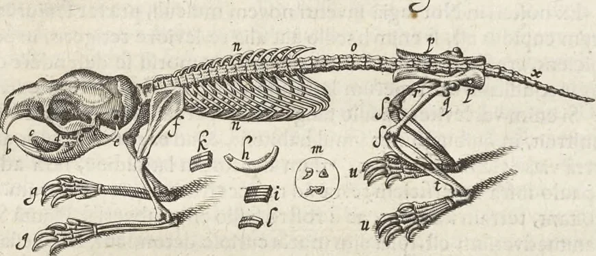 An illustration from Museum Wormianum, seu, Historia rerum rariorum : tam naturalium, quam artificialium, tam domesticarum, quam exoticarum, quae Hafniae Danorum in aedibus authoris servantur, 1655, leaf 354