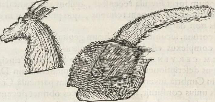 An illustration from Museum Wormianum, seu, Historia rerum rariorum : tam naturalium, quam artificialium, tam domesticarum, quam exoticarum, quae Hafniae Danorum in aedibus authoris servantur, 1655, leaf 367