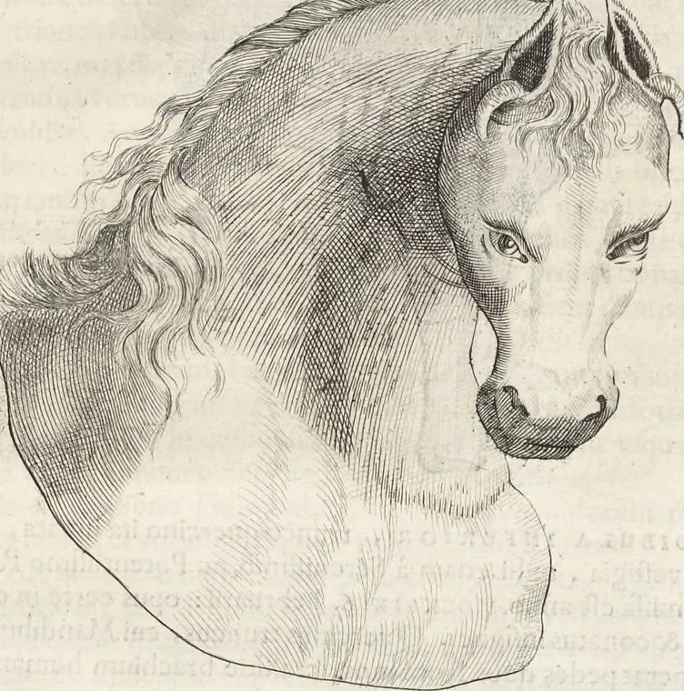 An illustration from Museum Wormianum, seu, Historia rerum rariorum : tam naturalium, quam artificialium, tam domesticarum, quam exoticarum, quae Hafniae Danorum in aedibus authoris servantur, 1655, leaf 368
