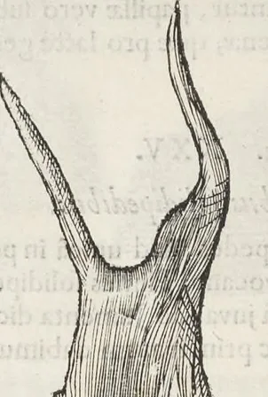 An illustration from Museum Wormianum, seu, Historia rerum rariorum : tam naturalium, quam artificialium, tam domesticarum, quam exoticarum, quae Hafniae Danorum in aedibus authoris servantur, 1655, leaf 369