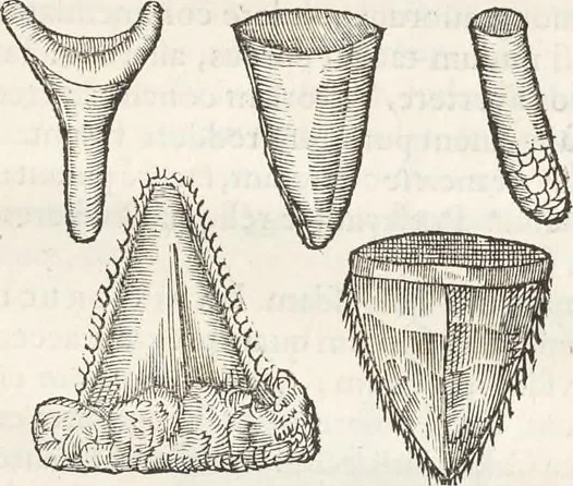 An illustration from Museum Wormianum, seu, Historia rerum rariorum : tam naturalium, quam artificialium, tam domesticarum, quam exoticarum, quae Hafniae Danorum in aedibus authoris servantur, 1655, leaf 96