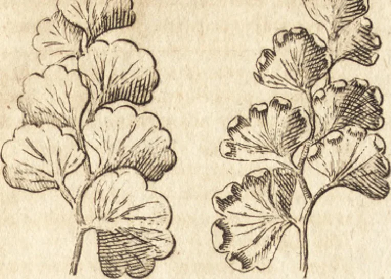 An illustration from A new and complete dictionary of arts and sciences : comprehending all the branches of useful knowledge, with accurate descriptions as well of the various machines, instruments, tools, figures, and schemes necessary for illustrating them, as of the classes, kinds, preparations, and uses of natural productions, whether animals, vegetables, minerals, fossils, or fluids : together with the kingdoms, provinces, cities, towns, and other remarkable places throughout the world : illustrated with above three hundred copper-plates, engraved by Mr. Jefferys, geographer to His Majesty : the whole extracted from the best authors in all languages, 1763, leaf 104