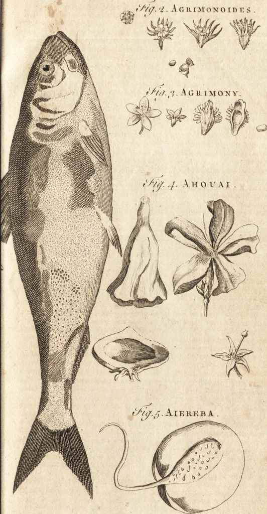 An illustration from A new and complete dictionary of arts and sciences : comprehending all the branches of useful knowledge, with accurate descriptions as well of the various machines, instruments, tools, figures, and schemes necessary for illustrating them, as of the classes, kinds, preparations, and uses of natural productions, whether animals, vegetables, minerals, fossils, or fluids : together with the kingdoms, provinces, cities, towns, and other remarkable places throughout the world : illustrated with above three hundred copper-plates, engraved by Mr. Jefferys, geographer to His Majesty : the whole extracted from the best authors in all languages, 1763, leaf 114