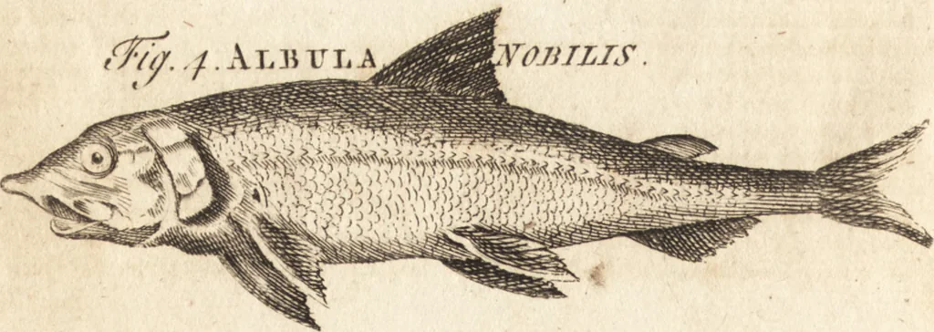 An illustration from A new and complete dictionary of arts and sciences : comprehending all the branches of useful knowledge, with accurate descriptions as well of the various machines, instruments, tools, figures, and schemes necessary for illustrating them, as of the classes, kinds, preparations, and uses of natural productions, whether animals, vegetables, minerals, fossils, or fluids : together with the kingdoms, provinces, cities, towns, and other remarkable places throughout the world : illustrated with above three hundred copper-plates, engraved by Mr. Jefferys, geographer to His Majesty : the whole extracted from the best authors in all languages, 1763, leaf 131
