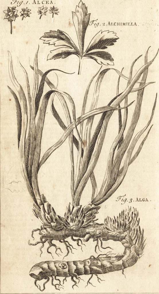 An illustration from A new and complete dictionary of arts and sciences : comprehending all the branches of useful knowledge, with accurate descriptions as well of the various machines, instruments, tools, figures, and schemes necessary for illustrating them, as of the classes, kinds, preparations, and uses of natural productions, whether animals, vegetables, minerals, fossils, or fluids : together with the kingdoms, provinces, cities, towns, and other remarkable places throughout the world : illustrated with above three hundred copper-plates, engraved by Mr. Jefferys, geographer to His Majesty : the whole extracted from the best authors in all languages, 1763, leaf 141