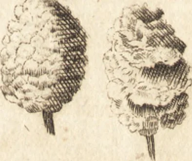 An illustration from A new and complete dictionary of arts and sciences : comprehending all the branches of useful knowledge, with accurate descriptions as well of the various machines, instruments, tools, figures, and schemes necessary for illustrating them, as of the classes, kinds, preparations, and uses of natural productions, whether animals, vegetables, minerals, fossils, or fluids : together with the kingdoms, provinces, cities, towns, and other remarkable places throughout the world : illustrated with above three hundred copper-plates, engraved by Mr. Jefferys, geographer to His Majesty : the whole extracted from the best authors in all languages, 1763, leaf 154