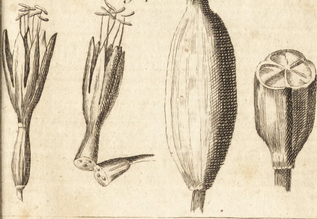 An illustration from A new and complete dictionary of arts and sciences : comprehending all the branches of useful knowledge, with accurate descriptions as well of the various machines, instruments, tools, figures, and schemes necessary for illustrating them, as of the classes, kinds, preparations, and uses of natural productions, whether animals, vegetables, minerals, fossils, or fluids : together with the kingdoms, provinces, cities, towns, and other remarkable places throughout the world : illustrated with above three hundred copper-plates, engraved by Mr. Jefferys, geographer to His Majesty : the whole extracted from the best authors in all languages, 1763, leaf 154