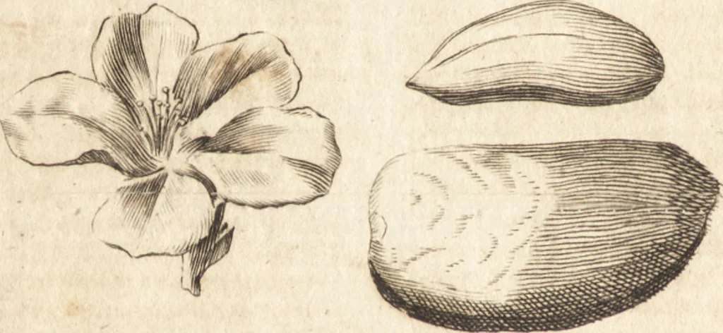 An illustration from A new and complete dictionary of arts and sciences : comprehending all the branches of useful knowledge, with accurate descriptions as well of the various machines, instruments, tools, figures, and schemes necessary for illustrating them, as of the classes, kinds, preparations, and uses of natural productions, whether animals, vegetables, minerals, fossils, or fluids : together with the kingdoms, provinces, cities, towns, and other remarkable places throughout the world : illustrated with above three hundred copper-plates, engraved by Mr. Jefferys, geographer to His Majesty : the whole extracted from the best authors in all languages, 1763, leaf 185