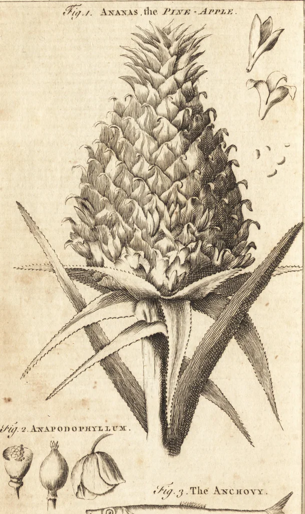 An illustration from A new and complete dictionary of arts and sciences : comprehending all the branches of useful knowledge, with accurate descriptions as well of the various machines, instruments, tools, figures, and schemes necessary for illustrating them, as of the classes, kinds, preparations, and uses of natural productions, whether animals, vegetables, minerals, fossils, or fluids : together with the kingdoms, provinces, cities, towns, and other remarkable places throughout the world : illustrated with above three hundred copper-plates, engraved by Mr. Jefferys, geographer to His Majesty : the whole extracted from the best authors in all languages, 1763, leaf 195